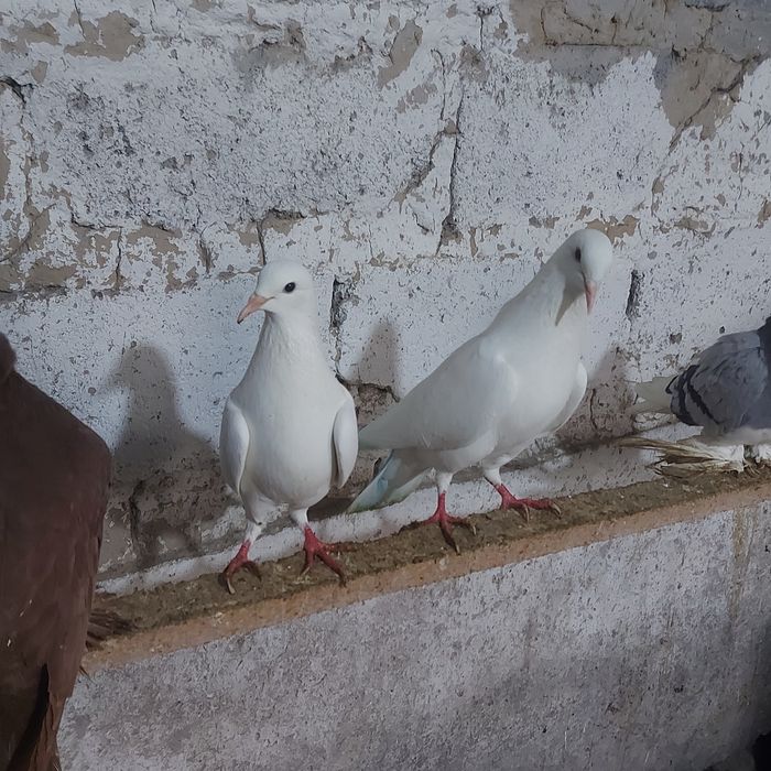 Бели Иран пара гатовый лет с игрой