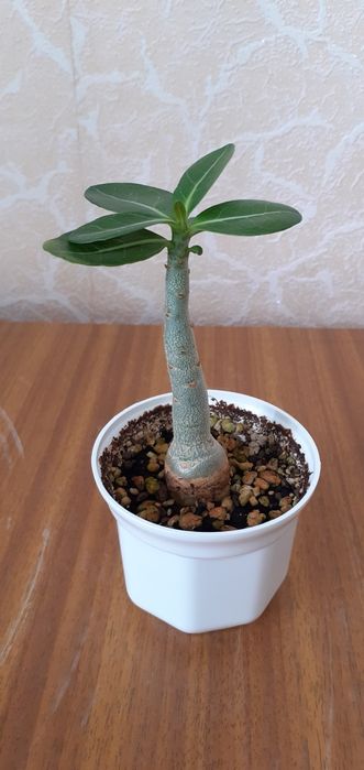 Продам адениумы разных возрастов