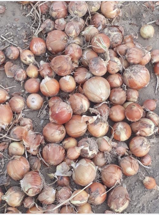 Оптом Лук  репчатый