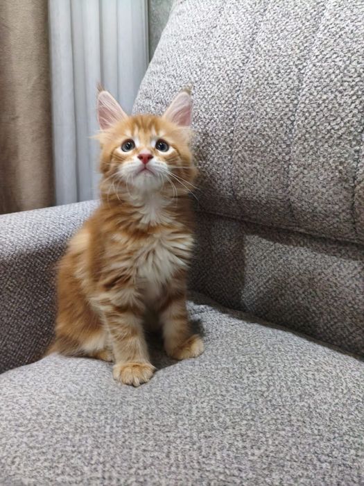 Котенок мейнкун 2 мес