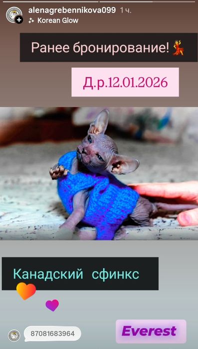 Канадский сфинкс Бронирование!