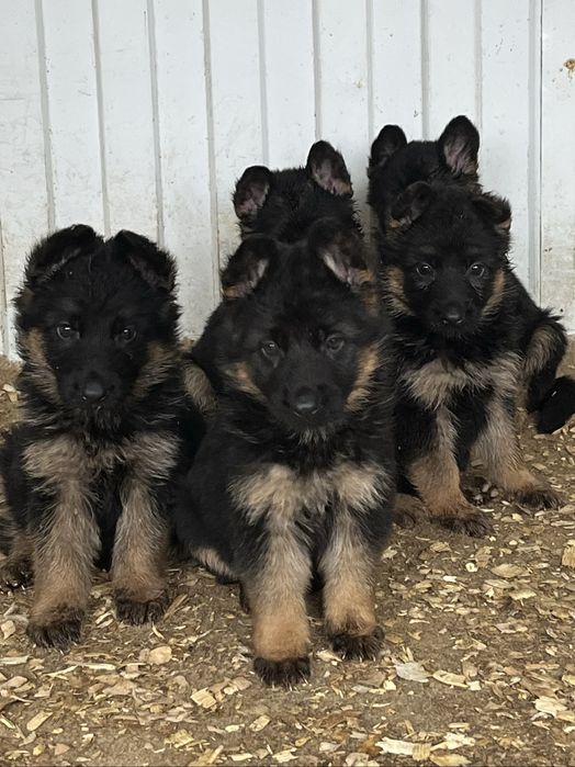 Щенки немецкой овчарки