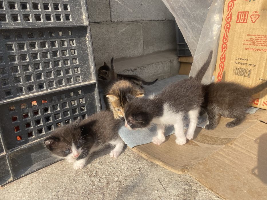 котята домашние.