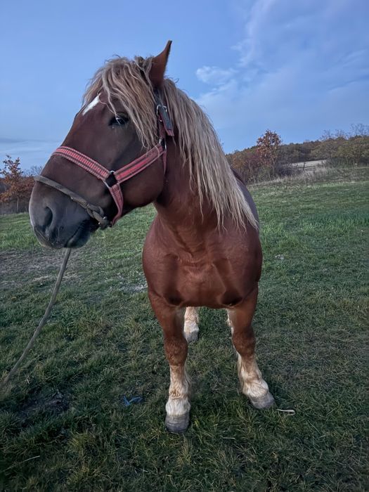 Vând armăsari tineri
