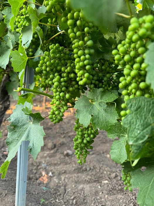 Vând Struguri Cabernet Sauvignon