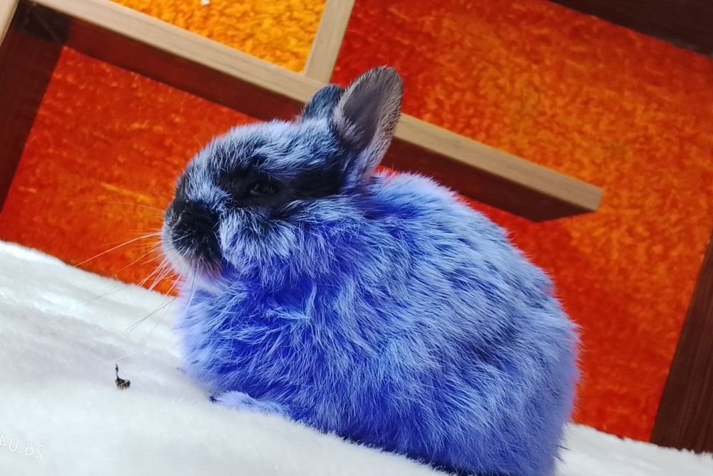 Karlik Quyonchalar sotiladi