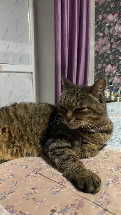 Отдаю добрую кошку в добрые руки.