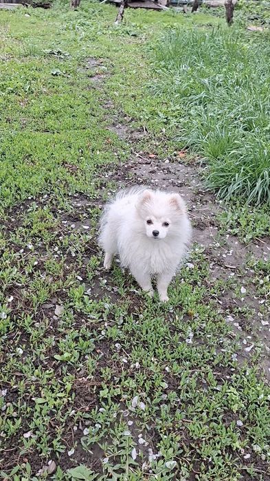 Мини Померанский щпиц мальчик