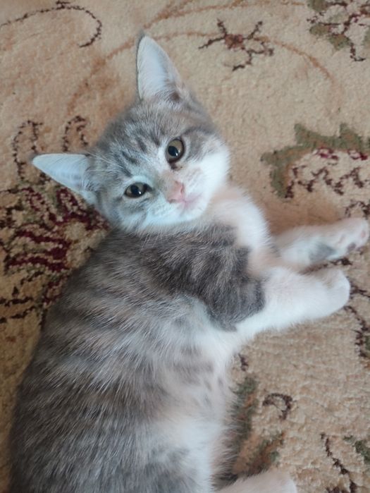 Отдам котят, в добрые руки