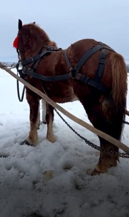 Vand cal castrat de 6 ani