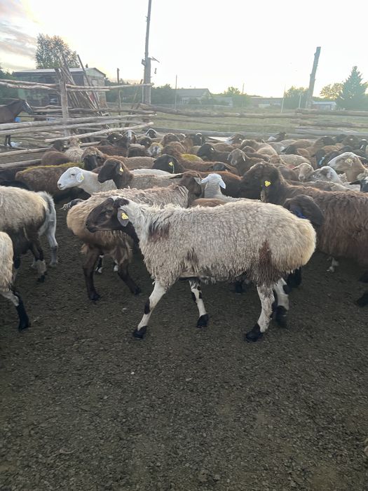 Продам кошкара..