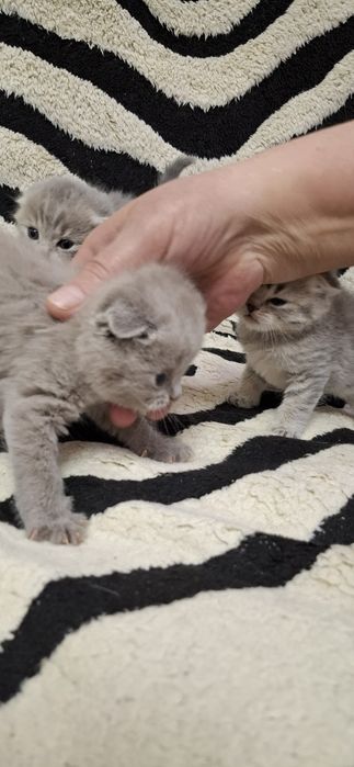 Вислоухие котята