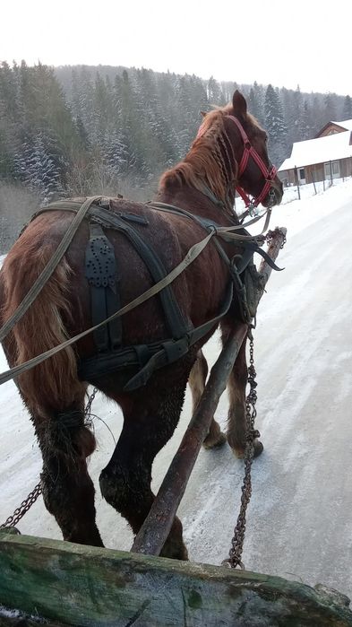 Pereche de cai se face schimb cu un cal mare se mai dă diferența