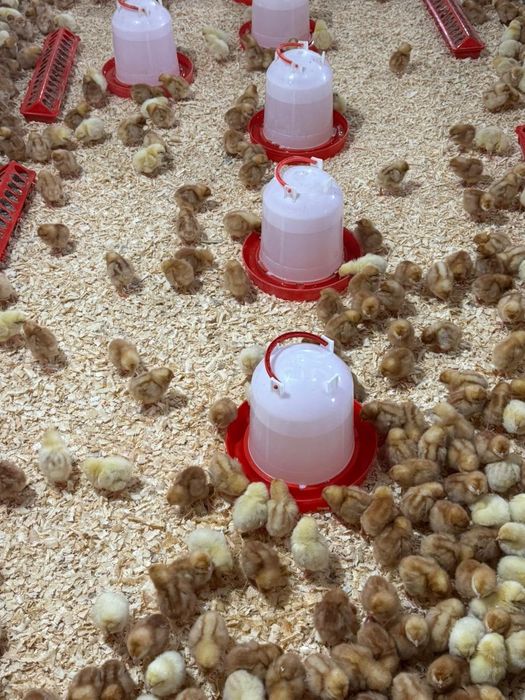 Бройлерый суточные ,подрощые