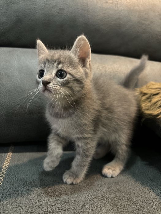 Котята бесплатно