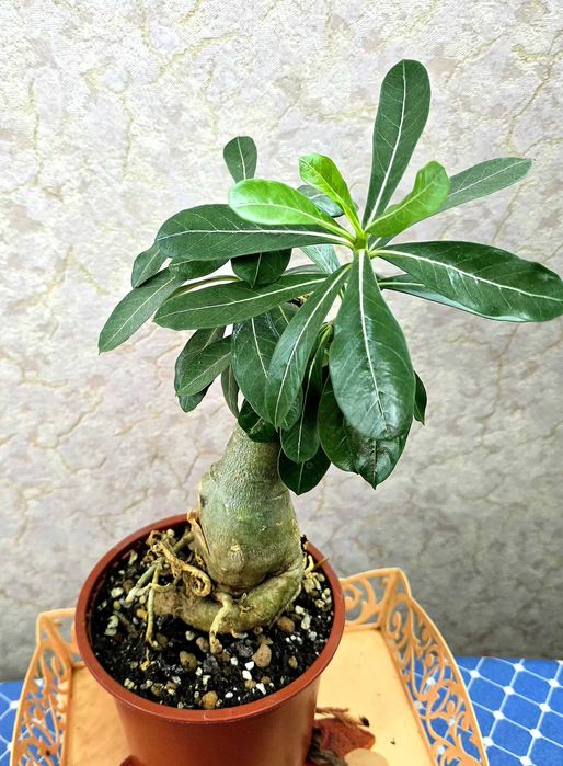 Супер цветок адениум