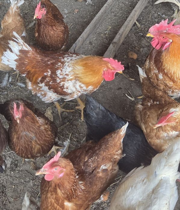 Продам яйца для инкубации