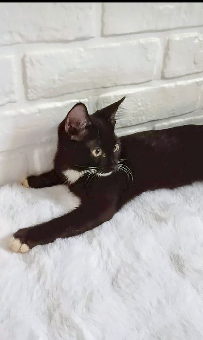 Котенок мальчик 4 мес в хорошие руки