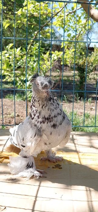 Голуби игровых кровей