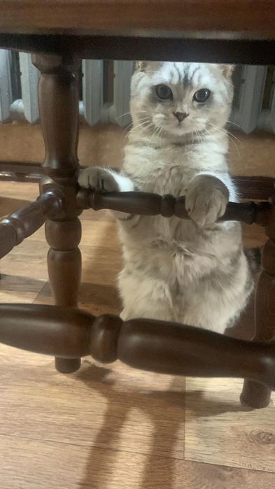 Шотландские скотиши