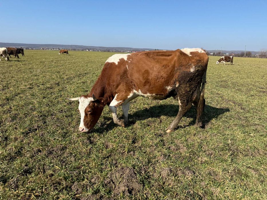 Vaca de lapte de rasa care da lapte mult