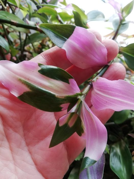 Продам домашние цветы