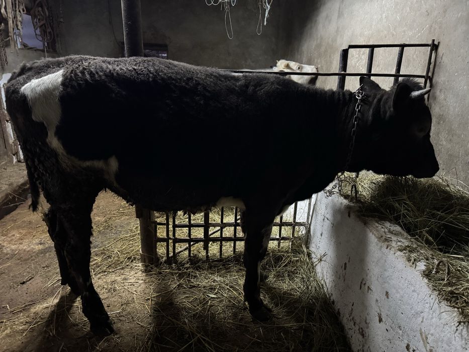 Vand junca de 10 luni