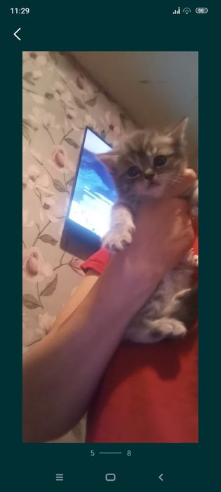 Скотиш страй   1,5 месяце..Самостоятельные.