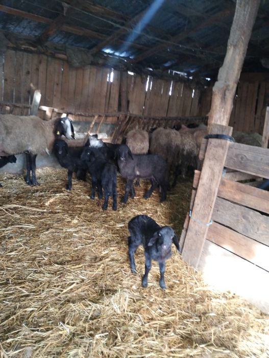 Oi de vanzare carabase de Teleorman