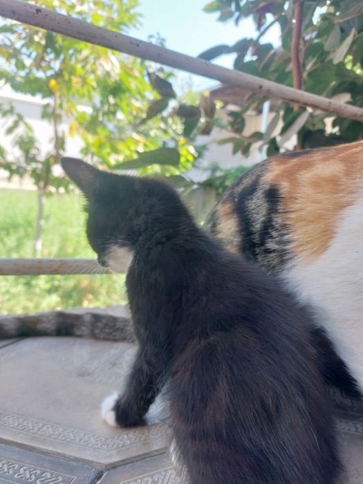 Котята в хорошие руки
