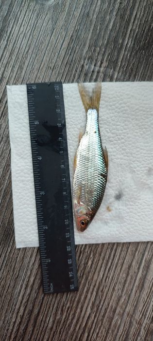 Малёк Живец Сорга