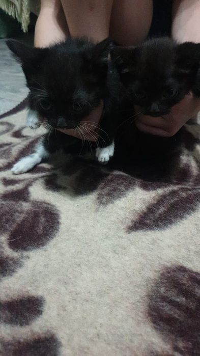 Котята наполовину британцы