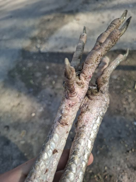 Дакан бородач август