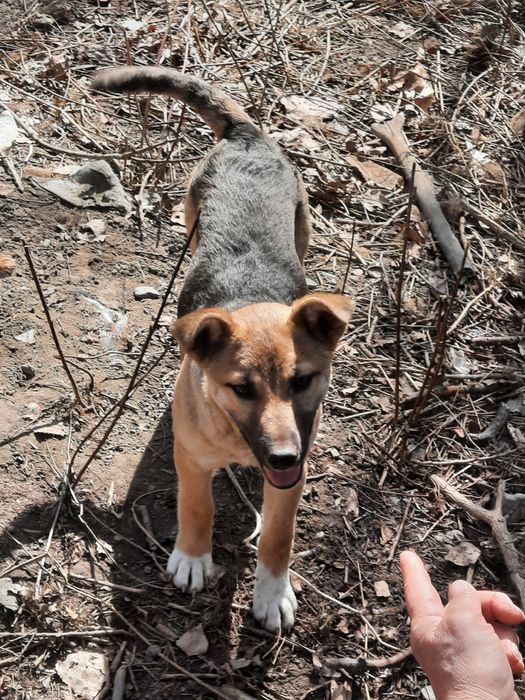 Отдаём щенка, бесплатно