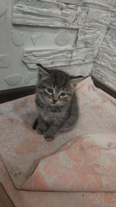 Котята в добрые руки!