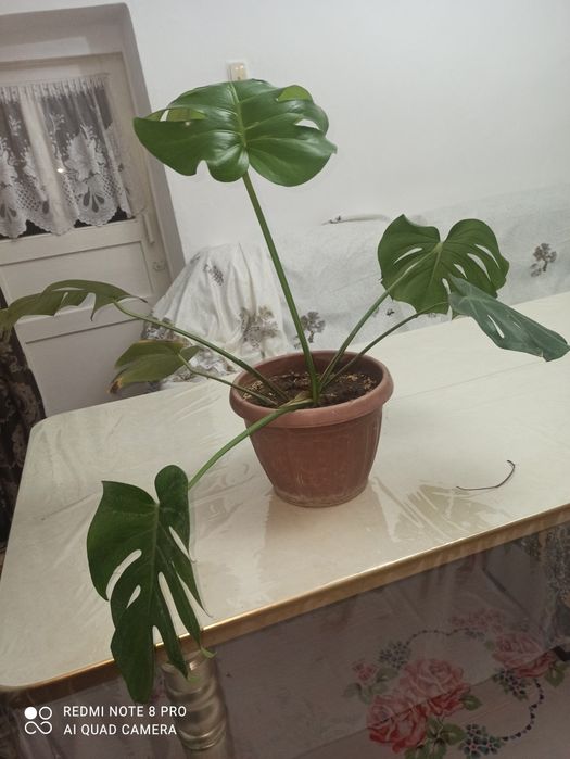 Продается монстера