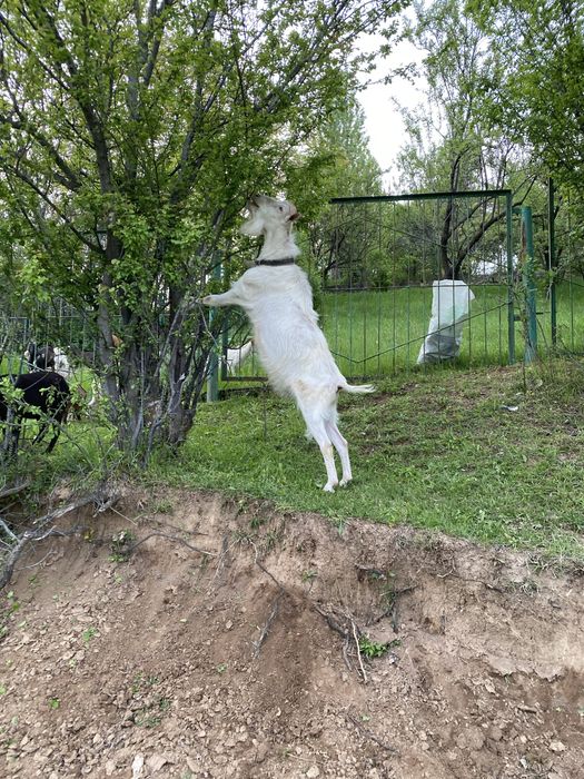 Така зотли.