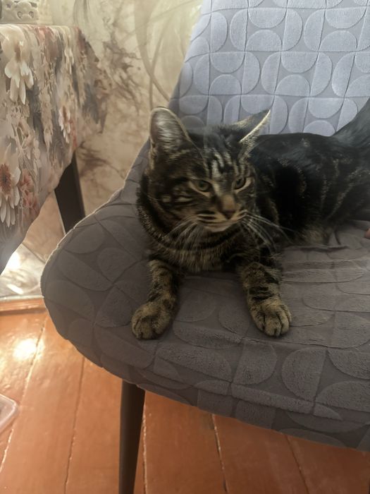 Отдам котика в хорошие руки