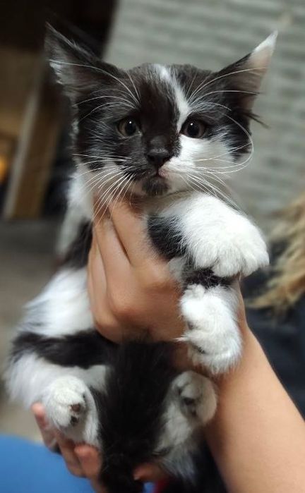 Котята ищут дом, 3 мальчика, в добрые руки