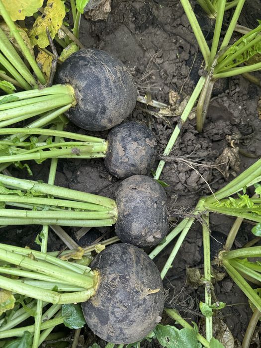 Sfecla rosie ridichie