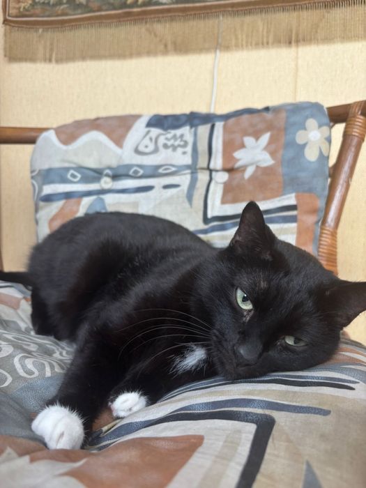 Отдам кота в любящие руки