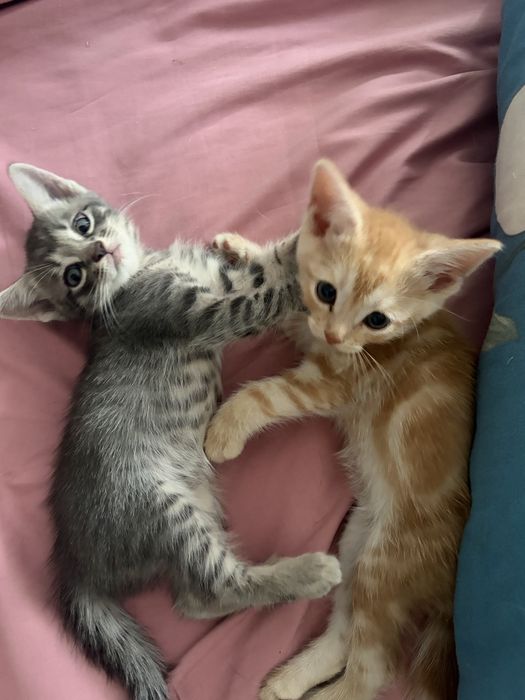 Отдам котят в хорошие руки
