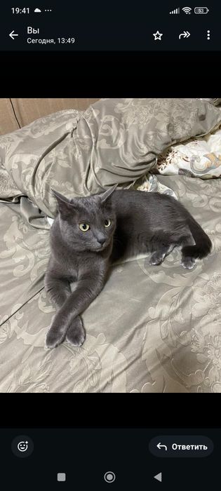 Русский голубой кот 5 лет