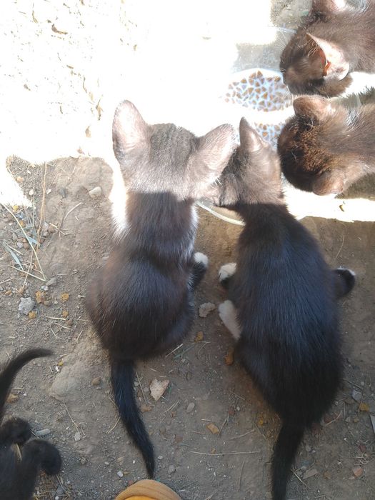 donez pisici micuti
