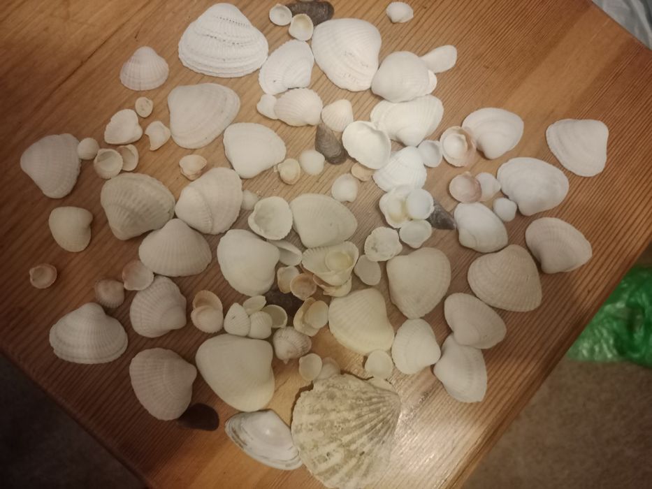 Ракушки для аквариума