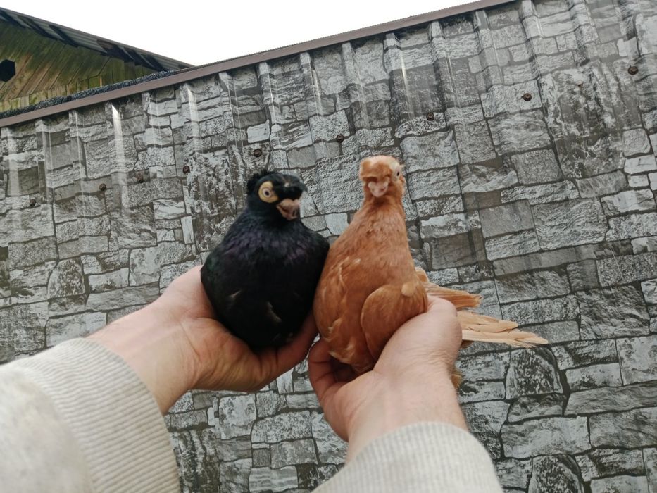 Продам малоносых голубей