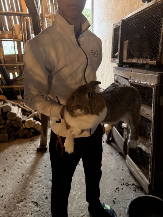 Зайци мъжки и женски