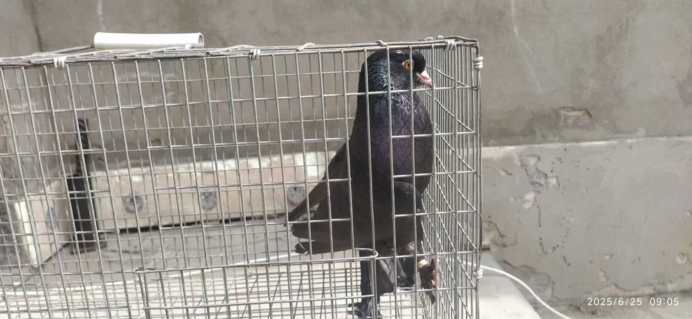 Голубь Такла гибрид Самец Ярый