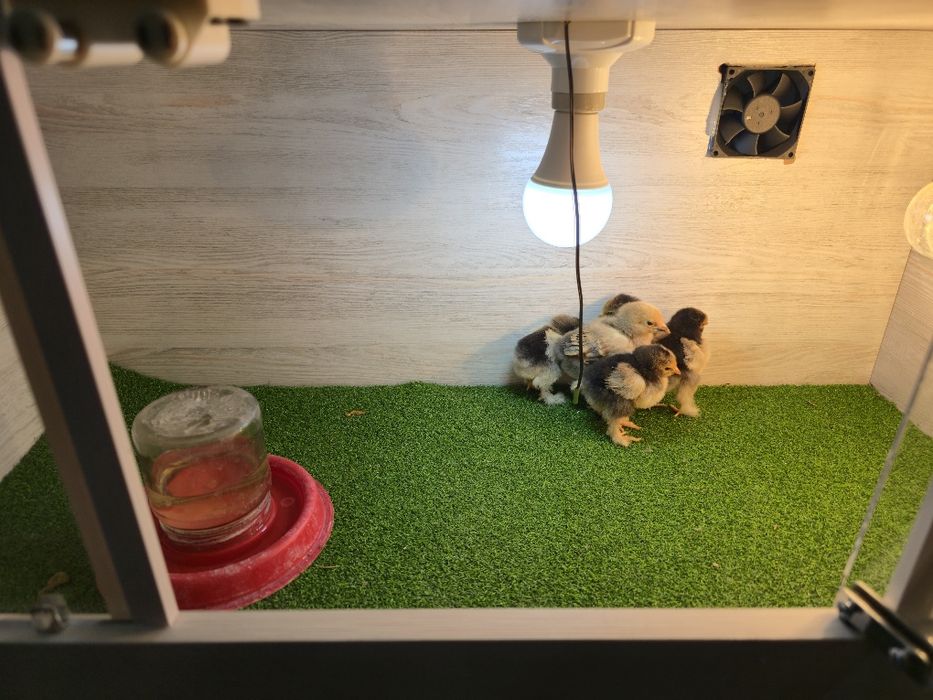 Bruder  Брудер zamonaviy