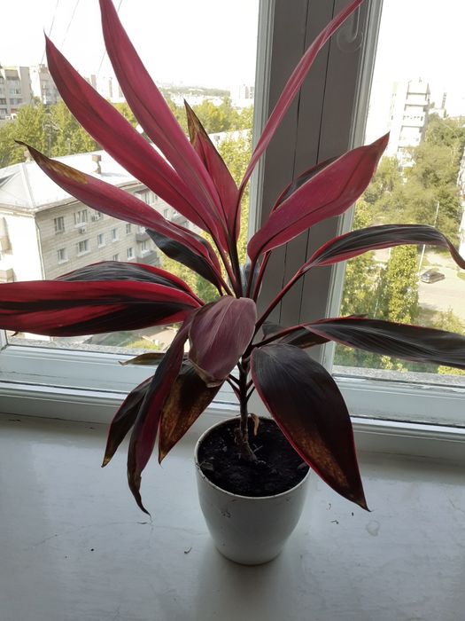 Комнатные растения